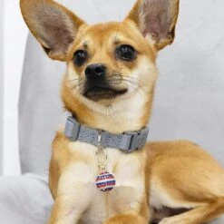 American Flag Collar Accessory Set For Pets And Dogs -Dog & Cat Store 1020911068 3