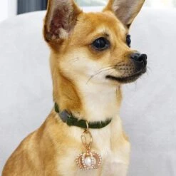 Bloom And Blossom Collar Accessory Set For Stylish Pets -Dog & Cat Store 1020913062 3 449aad1a 92ab 4de8 b800 8d9a50aaf1ab