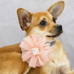Bloom And Blossom Collar Accessory Set For Stylish Pets -Dog & Cat Store 1020914069 2 1668ec42 2a3c 43b3 b1f9 2616d1379682