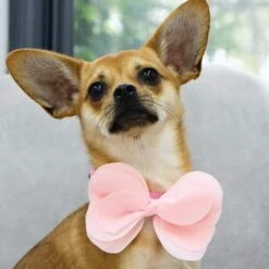 Bloom And Blossom Collar Accessory Set For Stylish Pets -Dog & Cat Store 1020915066 2 aa2595d4 a41f 49bc 8c5f 745b433e87df