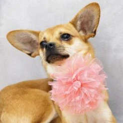 Bloom And Blossom Collar Accessory Set For Stylish Pets -Dog & Cat Store 1020916063 2