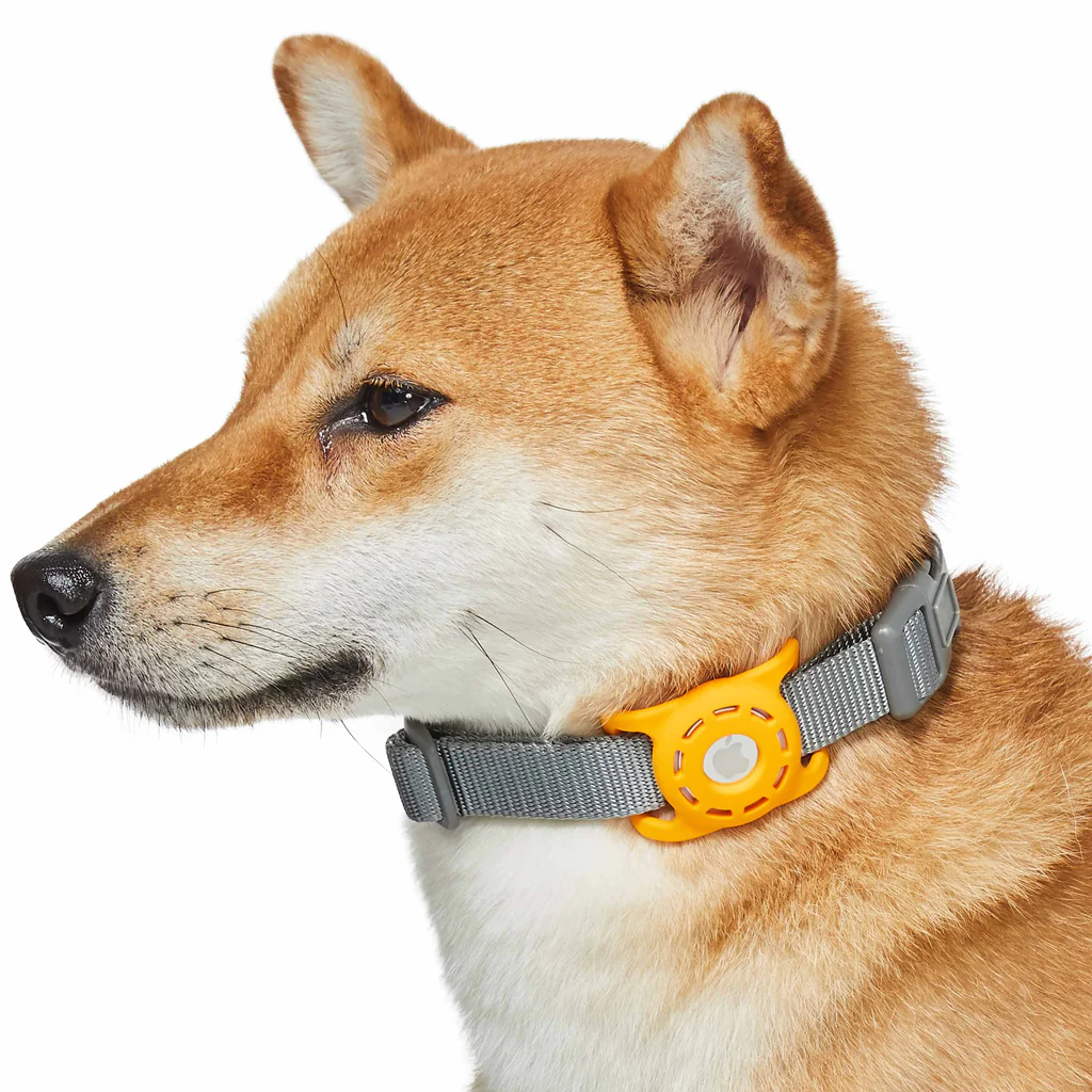 Dog & Cat Store -Dog & Cat Store