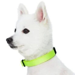 Nylon Dog Collar For Boy Girl Dogs - Durable And Stylish -Dog & Cat Store 1040124028 2