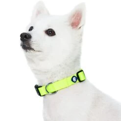 Nylon Dog Collar For Boy Girl Dogs - Durable And Stylish -Dog & Cat Store 1040124028 3