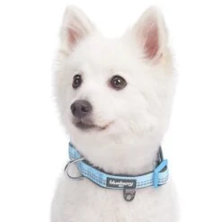 Reflective Hues Of Spring 3M Reflective Dog Collar -Dog & Cat Store 1040276048 2
