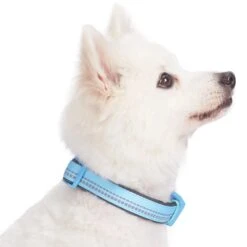 Reflective Hues Of Spring 3M Reflective Dog Collar -Dog & Cat Store 1040276048 3