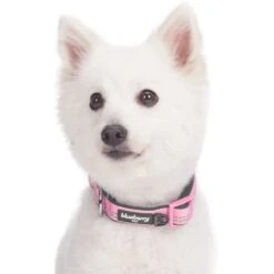 Reflective Hues Of Spring 3M Reflective Dog Collar -Dog & Cat Store 1040277045 2 2cc7c3c5 22e2 4dd6 9314 326a1d44b460