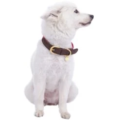 Full Grain Leather & Polyester Dog Collar For Stylish Pets -Dog & Cat Store 1040405042 3 1d6d946a 70dd 40fb 998c 159dc02b14dc