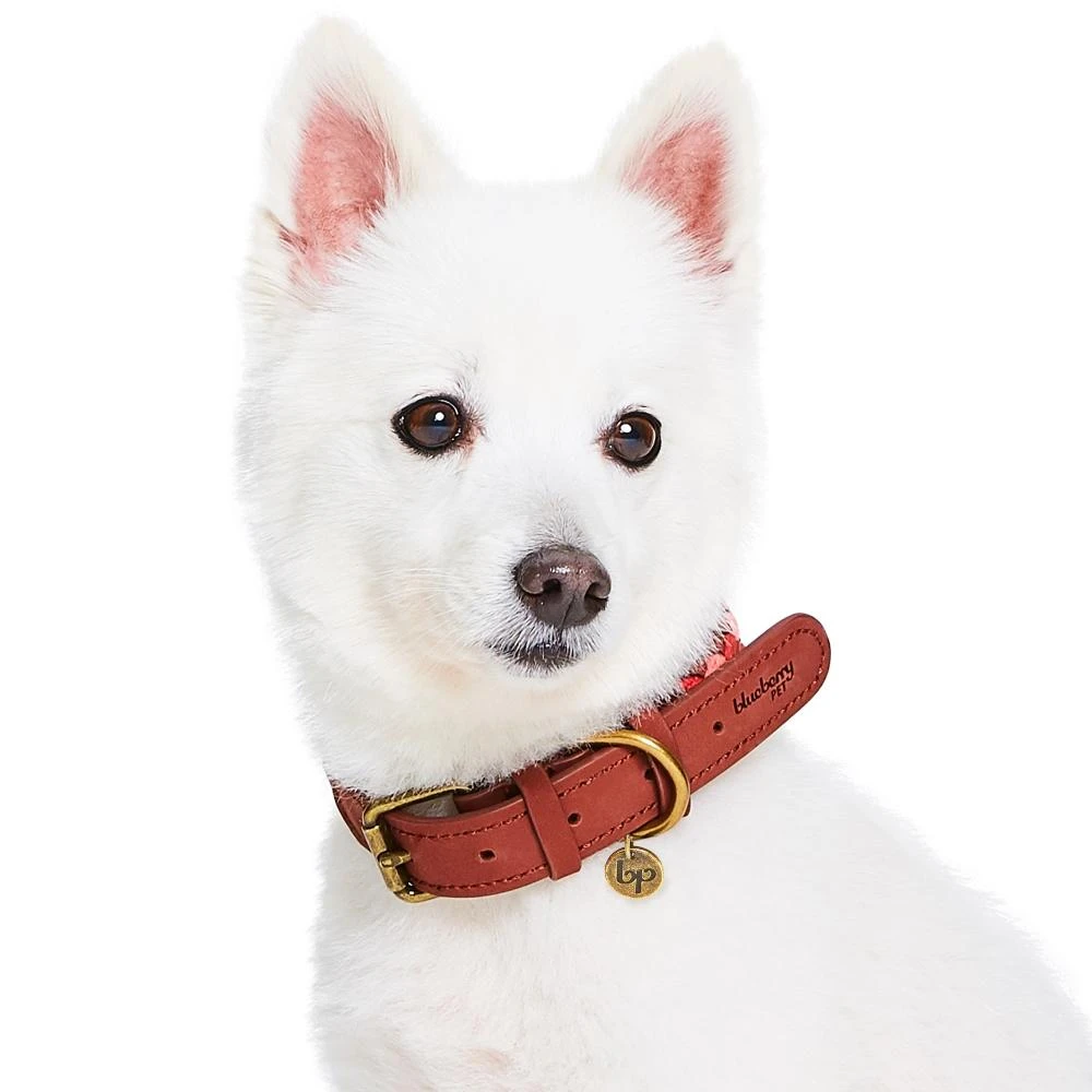 Braided Full Grain Leather Dog Collar For Stylish Pets 10 Braided Full Grain Leather Dog Collar For Stylish Pets - Image 10