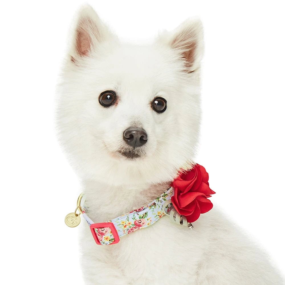 Dogs & Cats & Co. A Scent Of Spring Balloon Flower Dog Collar 2 Dogs & Cats & Co. A Scent Of Spring Balloon Flower Dog Collar - Image 2