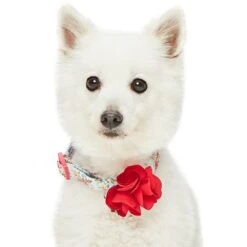 Dogs & Cats & Co. A Scent Of Spring Balloon Flower Dog Collar 22 Dogs & Cats & Co. A Scent Of Spring Balloon Flower Dog Collar -Dog & Cat Store 1041005043 3