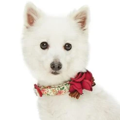 Dogs & Cats & Co. A Scent Of Spring Balloon Flower Dog Collar 27 Dogs & Cats & Co. A Scent Of Spring Balloon Flower Dog Collar -Dog & Cat Store 1041006040 2