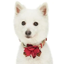 Dogs & Cats & Co. A Scent Of Spring Balloon Flower Dog Collar 28 Dogs & Cats & Co. A Scent Of Spring Balloon Flower Dog Collar -Dog & Cat Store 1041006040 3