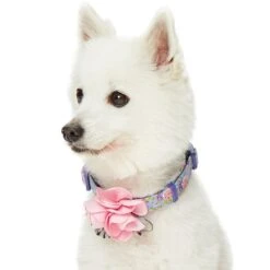 Dogs & Cats & Co. A Scent Of Spring Balloon Flower Dog Collar 34 Dogs & Cats & Co. A Scent Of Spring Balloon Flower Dog Collar -Dog & Cat Store 1041007047 3