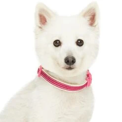 Dogs & Cats & Co.In The Night Dog Collar For Safety -Dog & Cat Store 1041012041 2