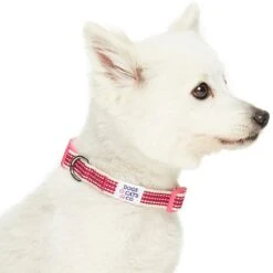 Dogs & Cats & Co.In The Night Dog Collar For Safety -Dog & Cat Store 1041012041 3