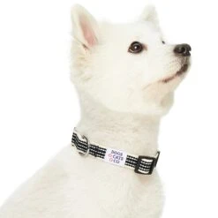 Dogs & Cats & Co.In The Night Dog Collar For Safety -Dog & Cat Store 1041014045 3