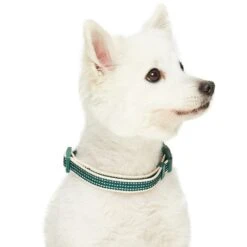 Dogs & Cats & Co.In The Night Dog Collar For Safety -Dog & Cat Store 1041016049 3