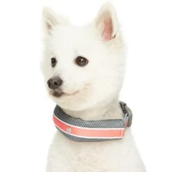 Dogs & Cats & Co. 2-in-1 Dog Collar With Padded Cover -Dog & Cat Store 1041017046 2 57df7cf1 406e 4d40 a6cd babf966558dc