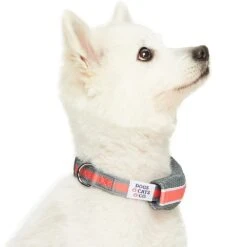 Dogs & Cats & Co. 2-in-1 Dog Collar With Padded Cover -Dog & Cat Store 1041017046 3 cd016d01 0135 4d8f 8b9b f701f4b718ac