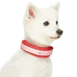 Dogs & Cats & Co. 2-in-1 Dog Collar With Padded Cover -Dog & Cat Store 1041018043 2 44316487 adec 443a 98fd 7cda6e57ed92