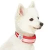 Dogs & Cats & Co. 2-in-1 Dog Collar With Padded Cover 32 Dogs & Cats & Co. 2-in-1 Dog Collar With Padded Cover -Dog & Cat Store 1041018043 3 d136e6d5 8b3c 471b 969a 04f223f5541e