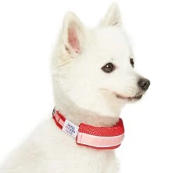 Dogs & Cats & Co. 2-in-1 Dog Collar With Padded Cover