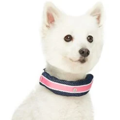 Dogs & Cats & Co. 2-in-1 Dog Collar With Padded Cover -Dog & Cat Store 1041019040 2 d51c684a 4a89 425e b4ea 29971b425491