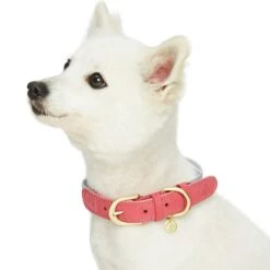 Dogs & Cats & Co. A La Mode Dog Collar For Stylish Pets 26 Dogs & Cats & Co. A La Mode Dog Collar For Stylish Pets -Dog & Cat Store 1041022040 2