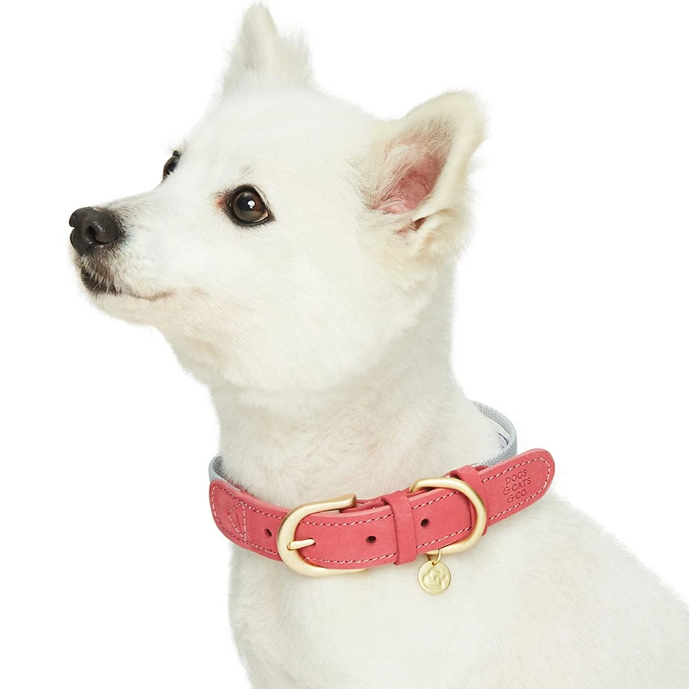Dogs & Cats & Co. A La Mode Dog Collar For Stylish Pets 7 Dogs & Cats & Co. A La Mode Dog Collar For Stylish Pets - Image 7