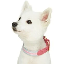 Dogs & Cats & Co. A La Mode Dog Collar For Stylish Pets 27 Dogs & Cats & Co. A La Mode Dog Collar For Stylish Pets -Dog & Cat Store 1041022040 3