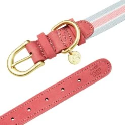 Dogs & Cats & Co. A La Mode Dog Collar For Stylish Pets 29 Dogs & Cats & Co. A La Mode Dog Collar For Stylish Pets -Dog & Cat Store 1041022040 5
