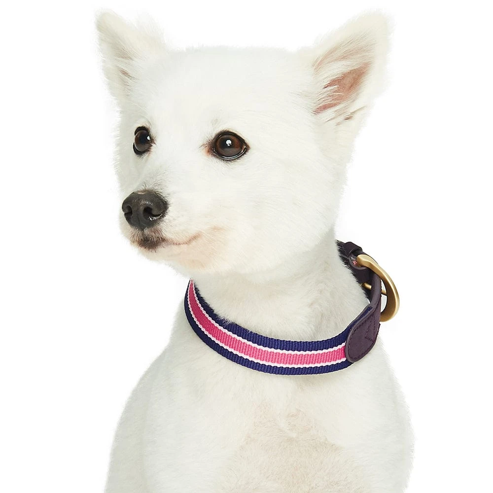 Dogs & Cats & Co. A La Mode Dog Collar For Stylish Pets 14 Dogs & Cats & Co. A La Mode Dog Collar For Stylish Pets - Image 14