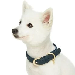 Dogs & Cats & Co. A La Mode Dog Collar For Stylish Pets 38 Dogs & Cats & Co. A La Mode Dog Collar For Stylish Pets -Dog & Cat Store 1041024044 2