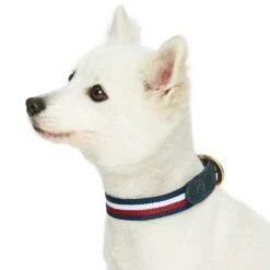 Dogs & Cats & Co. A La Mode Dog Collar For Stylish Pets 39 Dogs & Cats & Co. A La Mode Dog Collar For Stylish Pets -Dog & Cat Store 1041024044 3