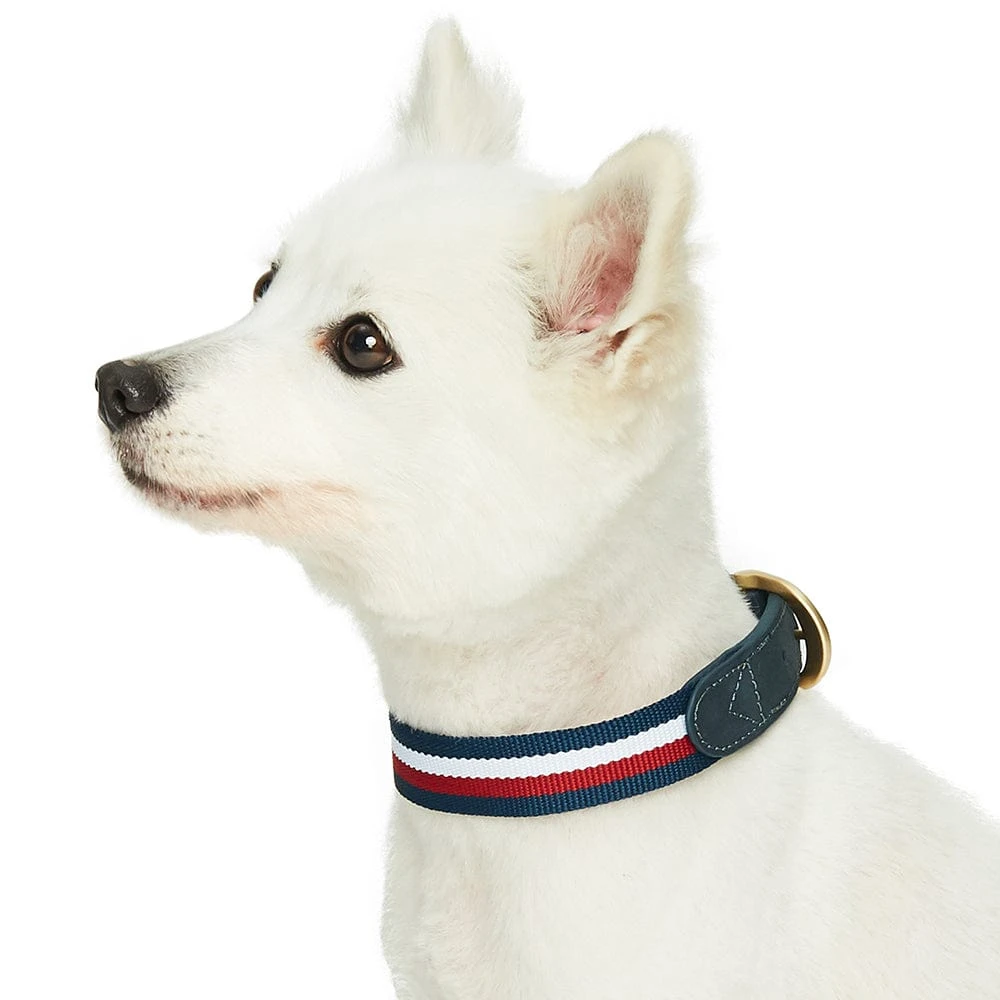 Dogs & Cats & Co. A La Mode Dog Collar For Stylish Pets 20 Dogs & Cats & Co. A La Mode Dog Collar For Stylish Pets - Image 20