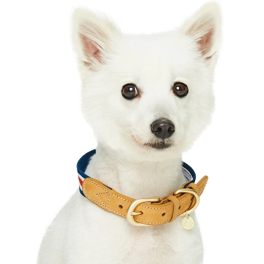 Dogs & Cats & Co. A La Mode Dog Collar For Stylish Pets 2 Dogs & Cats & Co. A La Mode Dog Collar For Stylish Pets - Image 2
