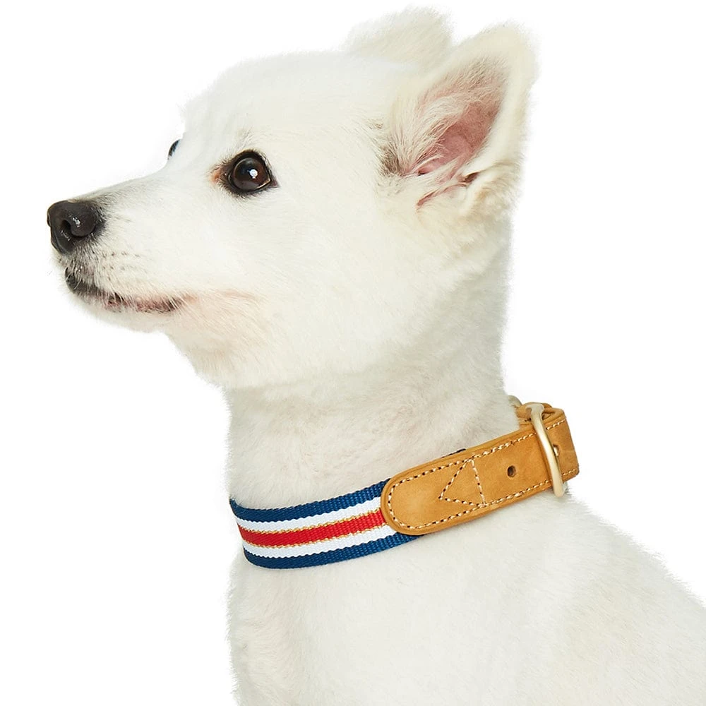 Dogs & Cats & Co. A La Mode Dog Collar For Stylish Pets 3 Dogs & Cats & Co. A La Mode Dog Collar For Stylish Pets - Image 3