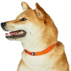 Classic Solid Color Matching Dog Collar And Leash Set -Dog & Cat Store 1041202046 4 824bd0ef 316c 4eb8 bf55 315e9acfde33