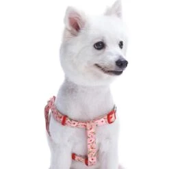 Petal Paws Floral Dog Harness For Stylish Canine Comfort -Dog & Cat Store 1060165049 1 c158f896 c5f4 4620 8019 c70a0f5e4bfa
