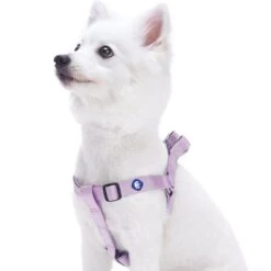 Classic Solid Color Adjustable Dog Harness, Purple Design