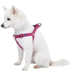 Classic Solid Color Adjustable Dog Harness, Purple Design 15 Classic Solid Color Adjustable Dog Harness, Purple Design -Dog & Cat Store 1060173044 1 1 530a459b 6a1f 4b46 b266 6f56a7c12b93