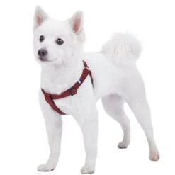 Classic Solid Color Adjustable Dog Harness Pink Red -Dog & Cat Store 1060174041 1 1 d96a5431 4daf 4b45 9fc0 df774ef9c410