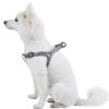 Classic Solid Color Adjustable Dog Harness, Black/Grey -Dog & Cat Store 1060177042 1 1