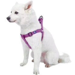 Classic Solid Color Adjustable Dog Harness, Purple Design 17 Classic Solid Color Adjustable Dog Harness, Purple Design -Dog & Cat Store 1060179046 1 1 48a06b0b 59aa 4350 b5be 0d8d29fa9588
