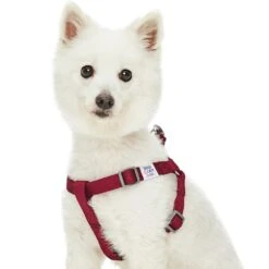Dogs & Cats & Co. Classic Solid Color Dog Harness For Pets -Dog & Cat Store 1060601042 2 99ba1ed9 de80 472f a215 082bb6357075
