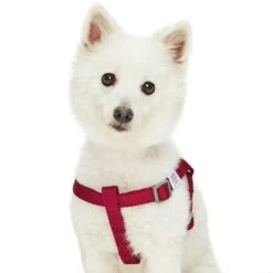 Dogs & Cats & Co. Classic Solid Color Dog Harness For Pets -Dog & Cat Store 1060601042 3 49800744 b08f 428e 9de3 5f3bdbac1c38