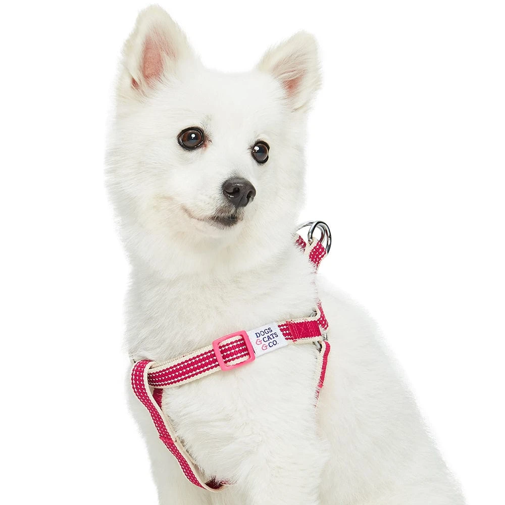 Dogs & Cats & Co. In The Night Dog Harness For Safety 16 Dogs & Cats & Co. In The Night Dog Harness For Safety - Image 16