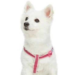 Dogs & Cats & Co. In The Night Dog Harness For Safety 36 Dogs & Cats & Co. In The Night Dog Harness For Safety -Dog & Cat Store 1060627042 3