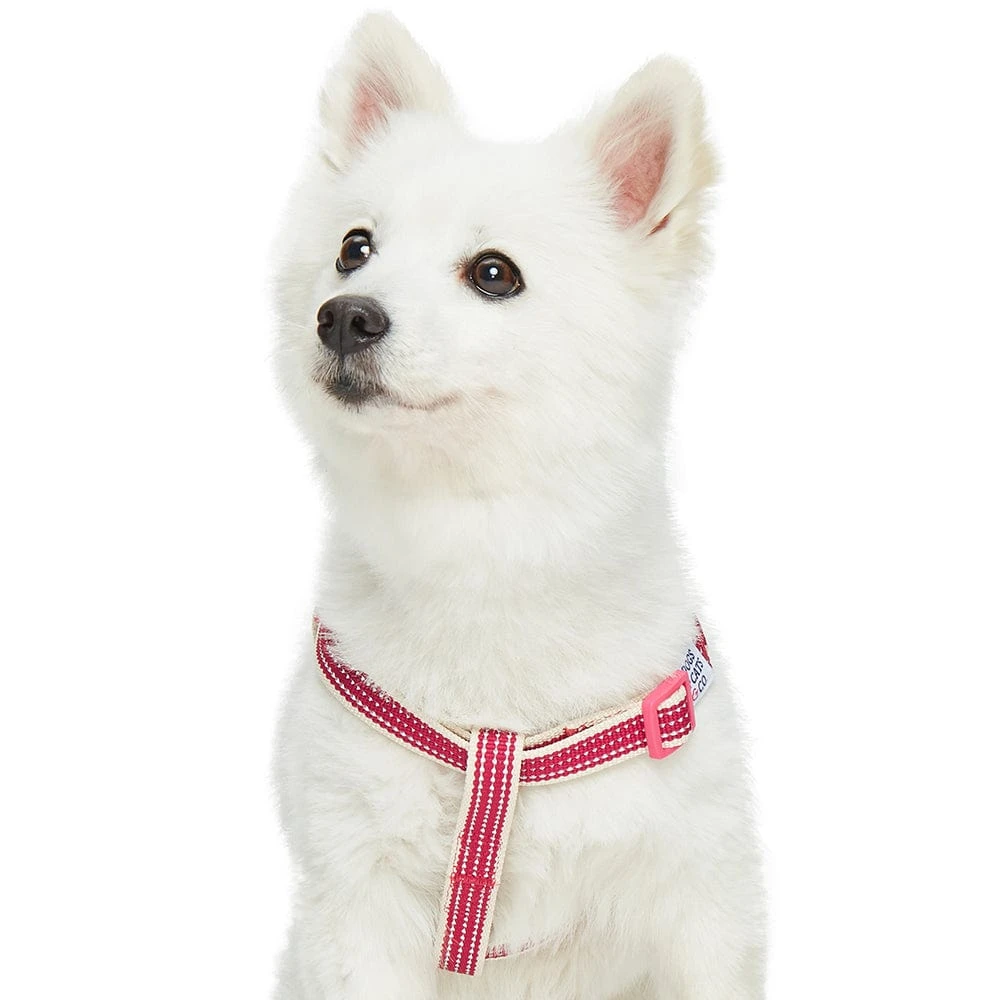 Dogs & Cats & Co. In The Night Dog Harness For Safety 17 Dogs & Cats & Co. In The Night Dog Harness For Safety - Image 17